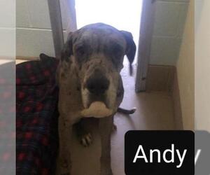 Great Dane Dogs for adoption in Johnson City, TN, USA