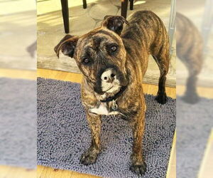 Boxer-Unknown Mix Dogs for adoption in Fallbrook, CA, USA