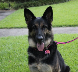 German Shepherd Dog Dogs for adoption in Baton Rouge, LA, USA