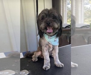Mal-Shi Dogs for adoption in Hillsboro, MO, USA