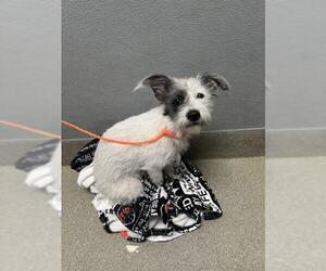 Mutt Dogs for adoption in Las Vegas, NV, USA