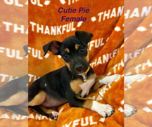 Chiweenie Dogs for adoption in Jackson Township, NJ, USA