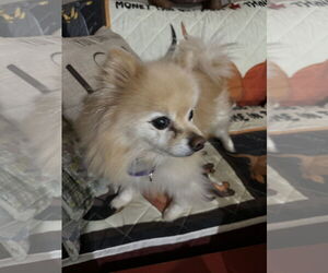 Pomeranian Dogs for adoption in Sioux Falls, SD, USA