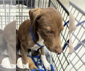 Labrador Retriever-Unknown Mix Dogs for adoption in Conroe, TX, USA