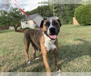 Bullboxer Pit Dogs for adoption in Hinton, WV, USA