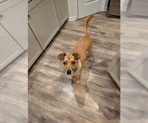 Chihuahua-Unknown Mix Dogs for adoption in Ball Ground, GA, USA