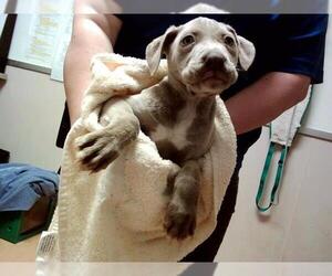 American Pit Bull Terrier-Unknown Mix Dogs for adoption in Martinez, CA, USA