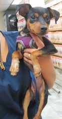 Miniature Pinscher Dogs for adoption in East Brunswick, NJ, USA