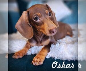 Dachshund Dogs for adoption in Tustin, CA, USA