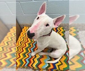 Bull Terrier Dogs for adoption in Brighton, CO, USA