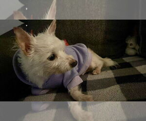 Mutt Dogs for adoption in Virginia Beach, VA, USA