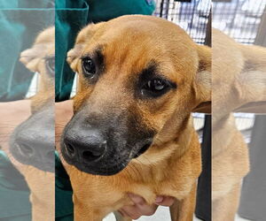 Mutt Dogs for adoption in Royal Palm Beach, FL, USA