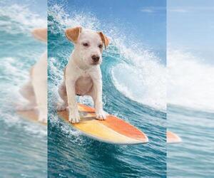 Labrador Retriever-Unknown Mix Dogs for adoption in Globe, AZ, USA