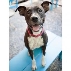 American Staffordshire Terrier Dogs for adoption in Austin, TX, USA