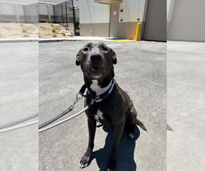 Labrador Retriever-Unknown Mix Dogs for adoption in Fremont, CA, USA