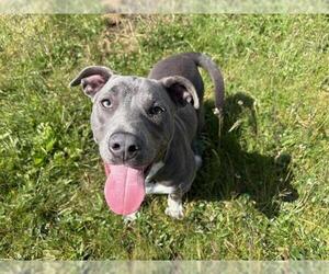 American Pit Bull Terrier-Unknown Mix Dogs for adoption in McKinleyville, CA, USA