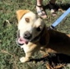 Labbe Dogs for adoption in Harrison, AR, USA