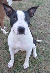 Small American Pit Bull Terrier-Pointer Mix