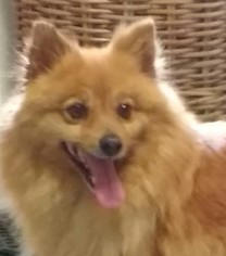Pomeranian Dogs for adoption in Cabool, MO, USA