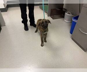 Holland Shepherd-Unknown Mix Dogs for adoption in Corona, CA, USA