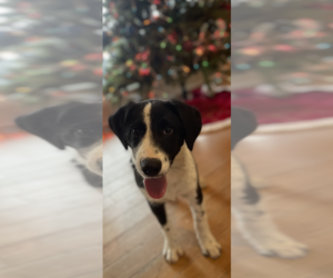 Labrador Retriever-Spaniel Mix Dogs for adoption in Conway, AR, USA