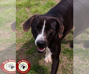 Mutt Dogs for adoption in Shreveport, LA, USA