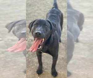 Labrador Retriever-Plott Hound Mix Dogs for adoption in San Diego, CA, USA