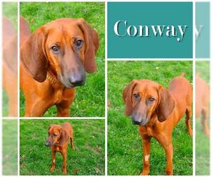 Redbone Coonhound Dogs for adoption in Ontario, Ontario, Canada