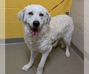 Great Pyrenees-Maremma Sheepdog Mix Dogs for adoption in PEYTON, CO, USA