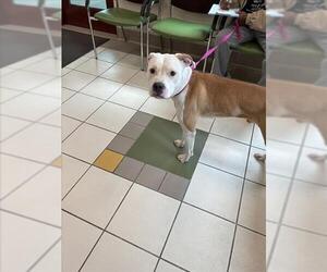 American Pit Bull Terrier Dogs for adoption in Derwood, MD, USA