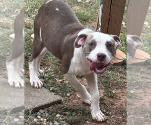 Mutt Dogs for adoption in Rustburg, VA, USA