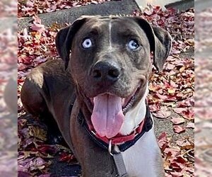 Catahoula Leopard Dog-Unknown Mix Dogs for adoption in Canton, CT, USA