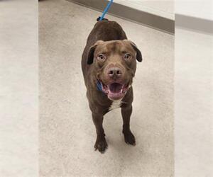 American Pit Bull Terrier-Labrador Retriever Mix Dogs for adoption in Saginaw, MI, USA