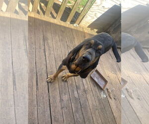 Bloodhound Dogs for adoption in Rustburg, VA, USA