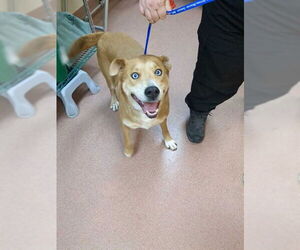 American Pit Bull Terrier-Siberian Husky Mix Dogs for adoption in Ogden, UT, USA