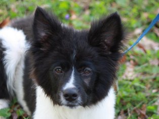 Medium Photo #1 Border Collie-Unknown Mix Puppy For Sale in Cookeville, TN, USA