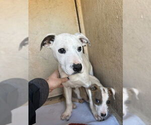 Mutt Dogs for adoption in Oklahoma City, OK, USA