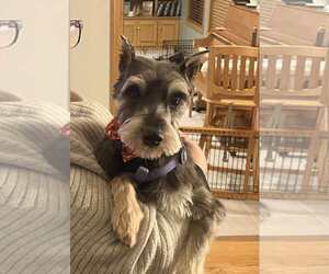 Miniature Schnauzer-Unknown Mix Dogs for adoption in Minneapolis, MN, USA