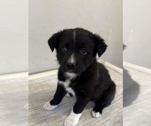 Borador Dogs for adoption in Bolivar, MO, USA