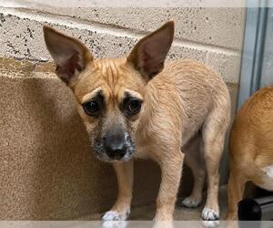 Mutt Dogs for adoption in Martinez, CA, USA