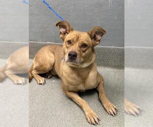 American Pit Bull Terrier-German Shepherd Dog Mix Dogs for adoption in Las Vegas, NV, USA