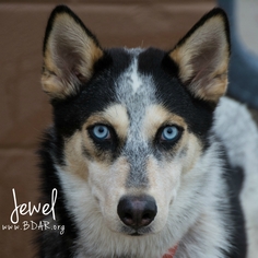 Siberian Husky Dogs for adoption in Cheyenne, WY, USA