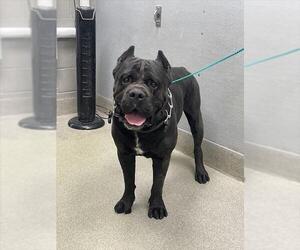 Mutt Dogs for adoption in Las Vegas, NV, USA
