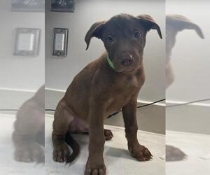 Shepradors Dogs for adoption in Baytown, TX, USA