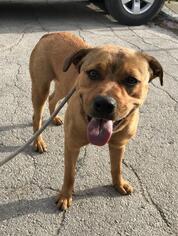 Rottweiler-American Pit Bull Terrier Dogs for adoption in San Antonio, TX, USA