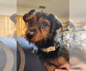 Dachshund-Unknown Mix Dogs for adoption in Oakley, CA, USA