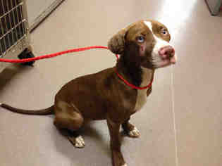 Pointer Dogs for adoption in Norman, OK, USA