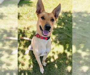 Carolina Dog-Unknown Mix Dogs for adoption in Sacramento, CA, USA
