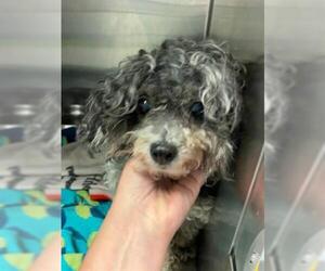 Poodle (Toy) Dogs for adoption in Rancho Cucamonga, CA, USA
