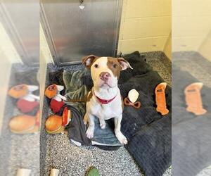 Mutt Dogs for adoption in Brewster, MA, USA